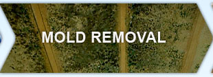 mold damage portland or